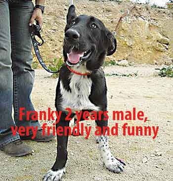 Franky-2-years-male